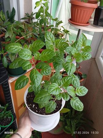 Продам комнатные растения