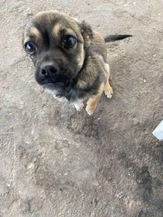 Отдам щенка в добрые руки