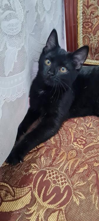 Отдам в добрые руки котенка