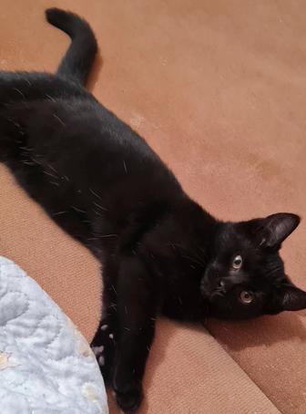 Отдам в добрые руки котенка