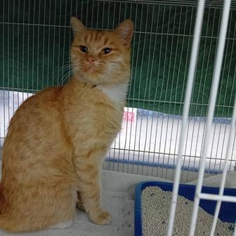 Морковка срочно ищет дом!