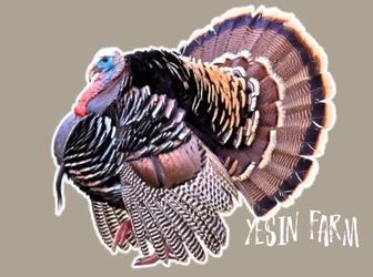 Бронза 708 инкубационные яйца индюков отличная генетика