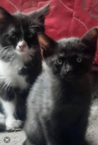 Котята отдам котят в добрые руки