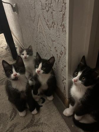 Отдам котят в добрые руки!