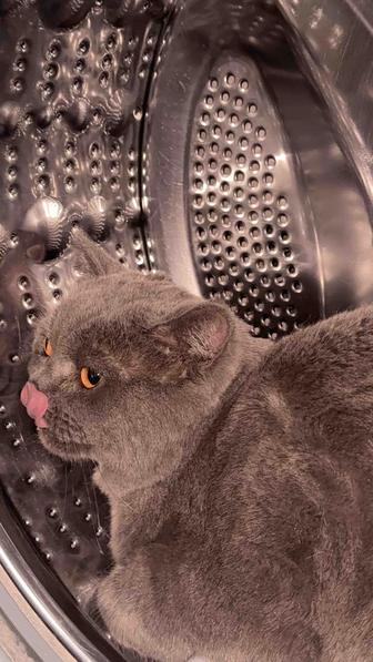 Британский кот