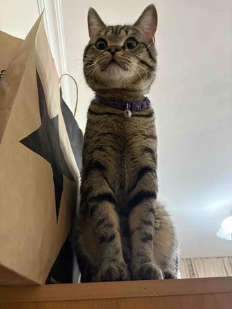 Отдам кота
