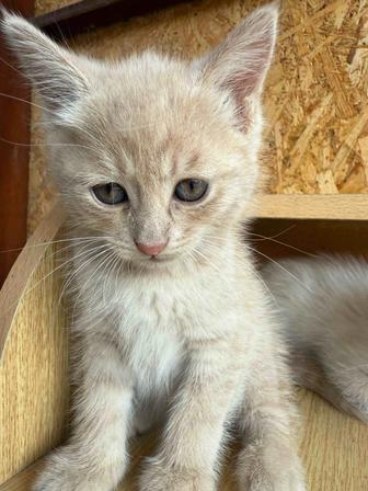 Отдам котят (девочки) в добрые руки