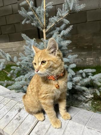 Котенок в ответственные руки бесплатно