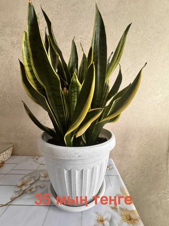 Продам домашние цветы