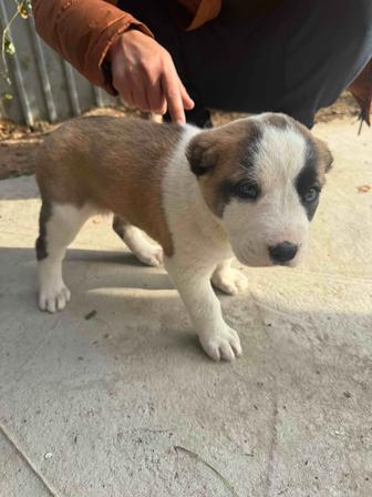 Продам щенка казахский тобет