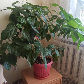 Комнатные растения