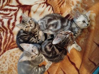 шотландские котята