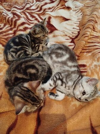 шотландские котята