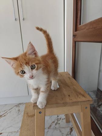 Отдам котенка в хорошие руки