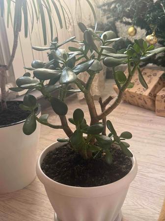 Продам горшок цветов