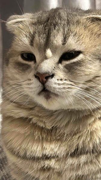 Потерялся кот