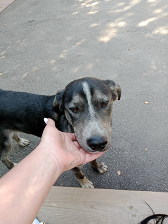 Отдам собаку кабель