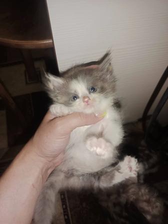Отдам в добрые руки котят
