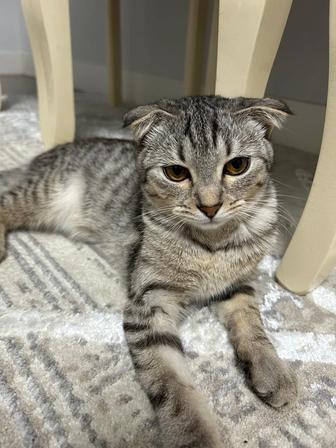 Отдам кошку