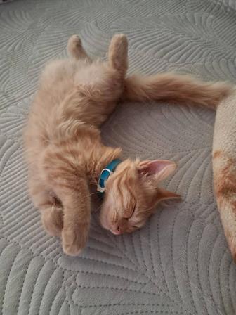 Отдам котенка