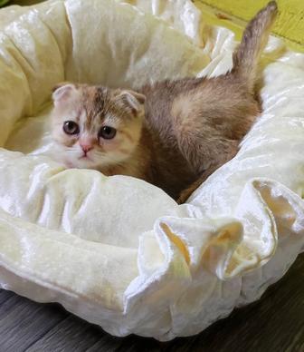 Шотланские котята