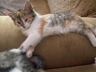 Отдам котят бесплатно