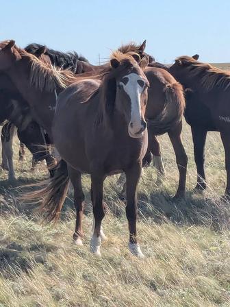 Продам кобылу с жеребенком
