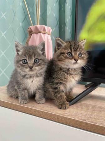 Отдам котят
