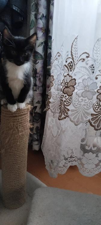 Отдам котят бесплатно