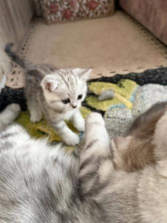 Шотландские вислоухие котята