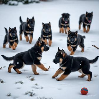 Щенки немецкой овчарки
