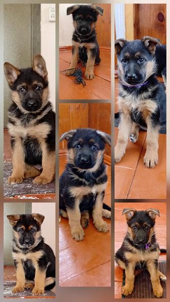 Щенки немецкой овчарки