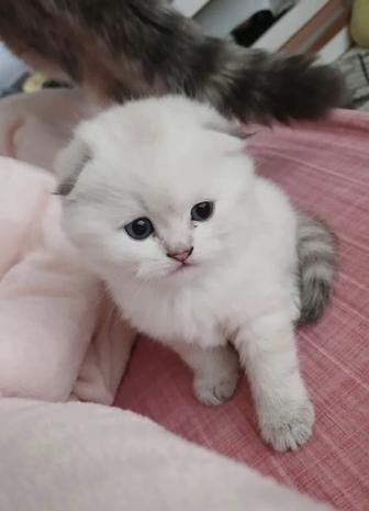 Вислоухие котята