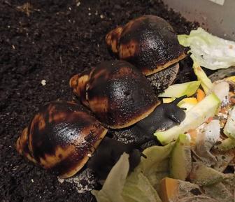 Архахатина маргината маргината из России