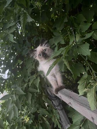 Отдам котенка девочку в добрые руки