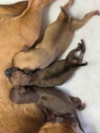 Шикарные чихуахуа щенки