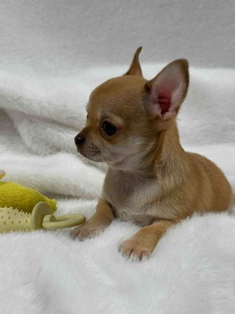 Шикарные чихуахуа щенки