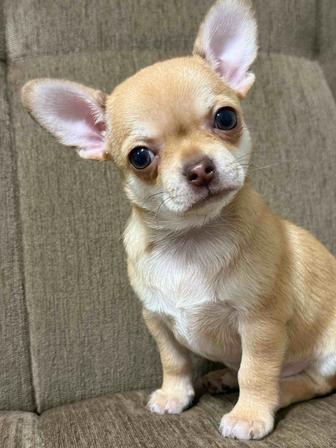 Шикарные чихуахуа щенки