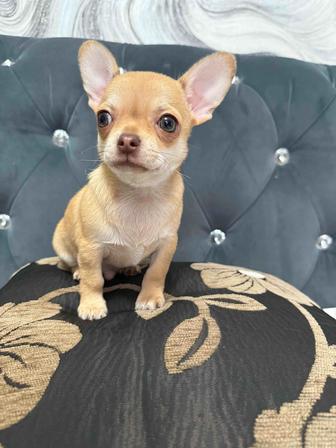 Шикарные чихуахуа щенки