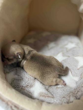 Шикарные чихуахуа щенки