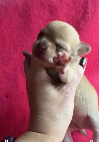 Шикарные чихуахуа щенки