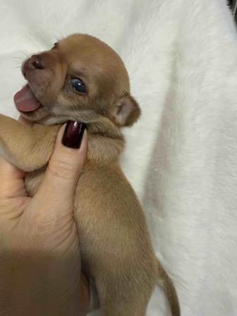 Шикарные чихуахуа щенки