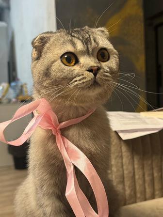 Вислоухая кошка