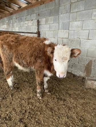 Продам тёлочку 9-10 мес