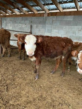 Продам тёлочку 9-10 мес