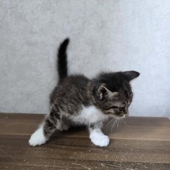 Отдам котенка в добрые руки