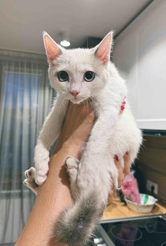 Котенок ищет новых хозяев