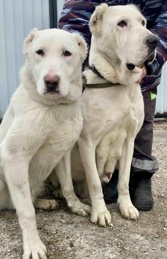 Алабай щенок подросток