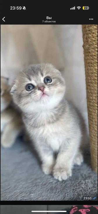 Продам шотландских котят