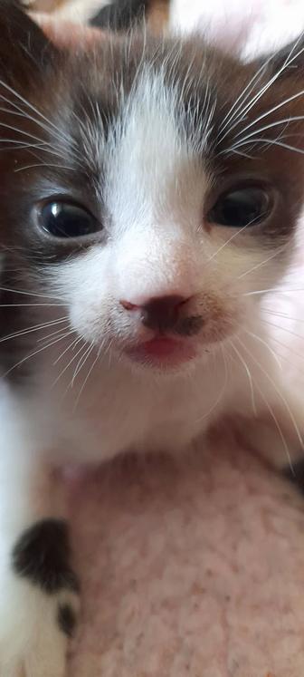 котик пышный ангорка